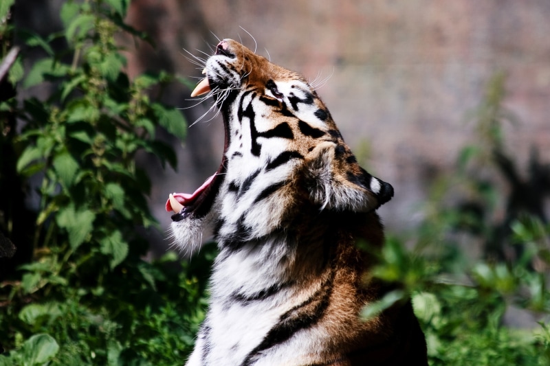 animal markings, animal body part, cat, animal, mammal, nature, plant, tiger, animals in the wild, animal head, 2K, big cat, animal themes, feline, roar