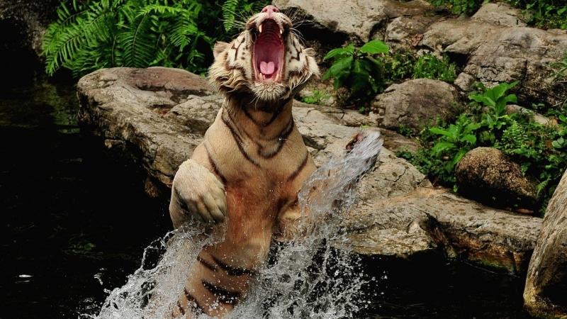 jumping, animal themes, rock - object, day, mouth open, vertebrate, 1080P, nature, roar, water, waterfront, outdoors, mouth, mammal, solid, portrait, one animal