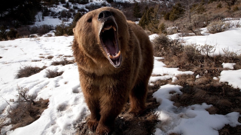beauty in nature, covering, animal, 1080P, animal wildlife, snow, tree, open mouth, teeth, no people, cold temperature, bears, snowcapped mountain, brown bear