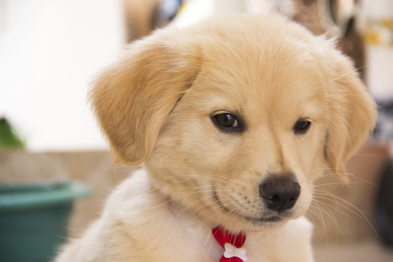 pet animal, looking at camera, race, bebe, affection, focus on foreground, feline stopped, young animal, brazil, dog, vertebrate, cat, adorable, hairy
