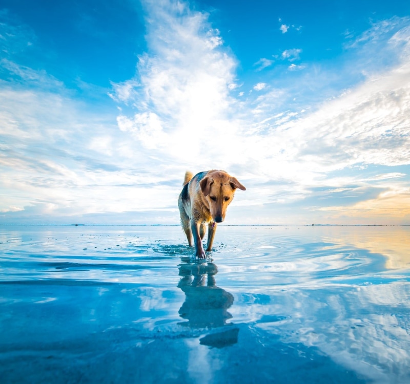 white, beach, close, cloud - sky, clouds, mammal, one animal, sea, animal themes, animals, retriever, nature, domestic animals, outdoors, walking, black