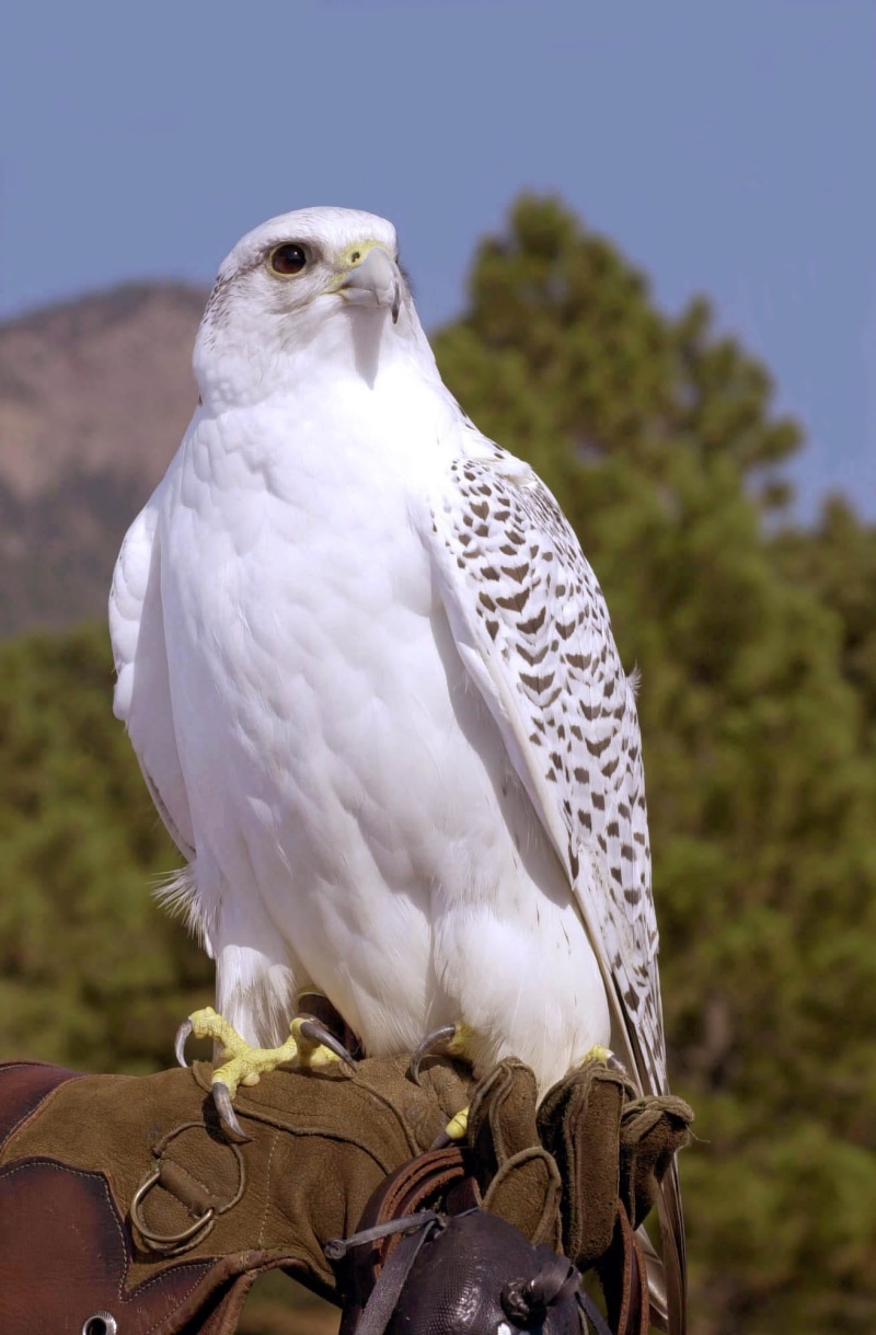 nature, one animal, focus on foreground, 1080P, animals in the wild, animal, white color, vertebrate, tree, Hawk, perching, large, eagle, falconaire, bird of prey