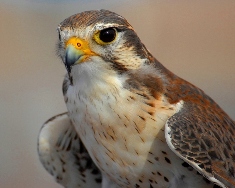 CO, load, Peregrine Falcon, football, colorado, peregrine, wildlife, academy, portrait, mascot, animal, redfield, universities, bird of Prey, Nevada, wings