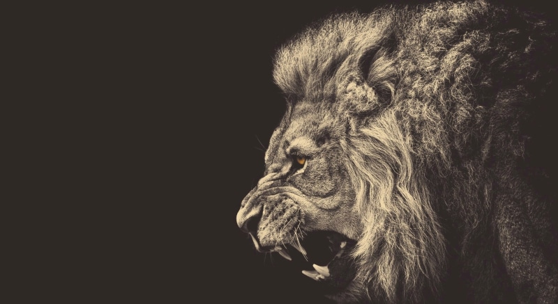 monochrome, one animal, studio shot, 1080P, pets, feline, animals, animals in the wild, no people, vertebrate, black background, domestic animals, herbivorous