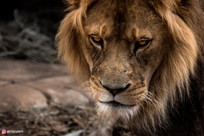 brown, animals, animal head, 5K, undomesticated cat, animal wildlife, lion, carnivora, portrait, whisker, mammal, animal, animals in the wild, wildlife