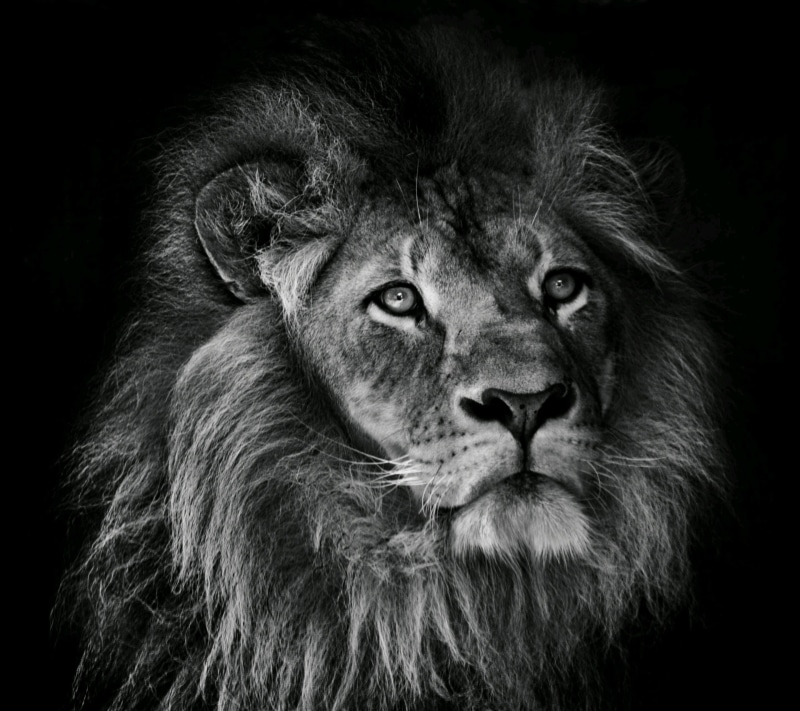 photography, vertebrate, grayscale, one animal, animal body part, feline, 2K, animal, mammal, studio shot, animals in the wild, animal wildlife, lion - feline