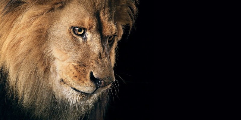 black background, profile view, Cats, looking, one animal, vertebrate, head, domestic animals, animal body part, 1080P, close-up, copy space, Lion, no people