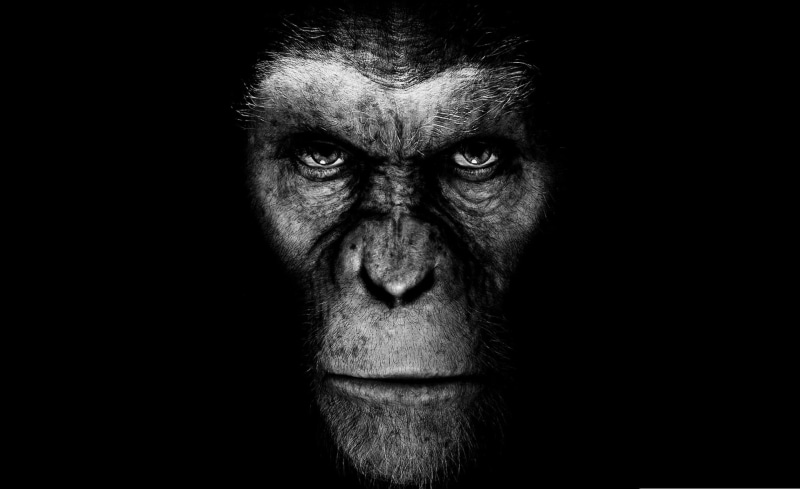 human face, movie, contemplation, males, beard, body part, headshot, black, front view, 1080P, illustration, one person, human body part, rise of the planet of the apes