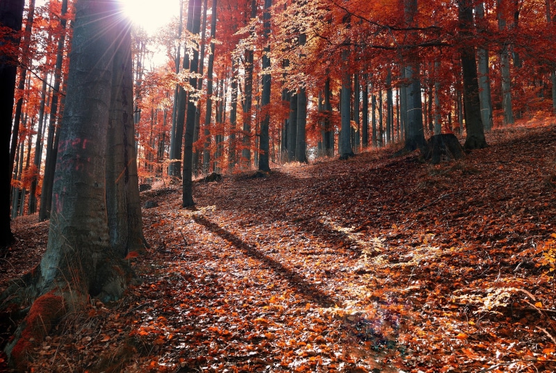 forest, 1080P, sun, rays, sun rays, Autumn, fallen, leaves