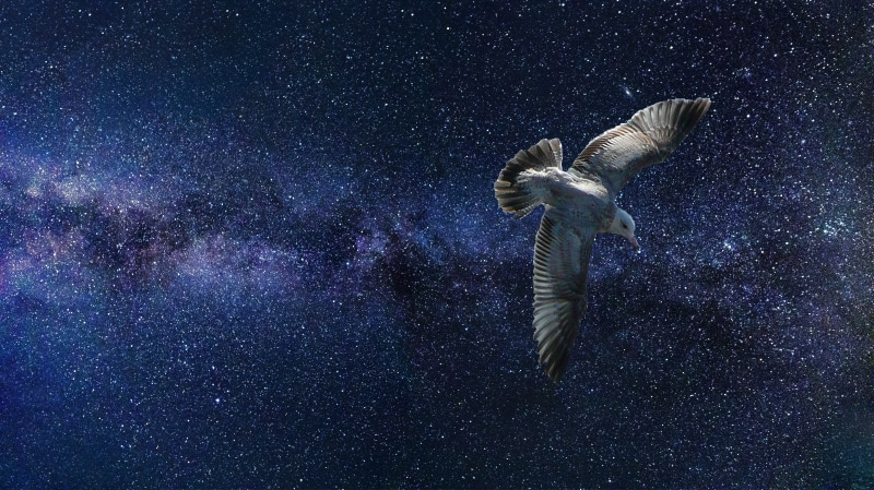 cosmic, colorful, no people, star - space, painting, universe, color, animal themes, magic, design, light, beauty in nature, sky, animal, scenics - nature