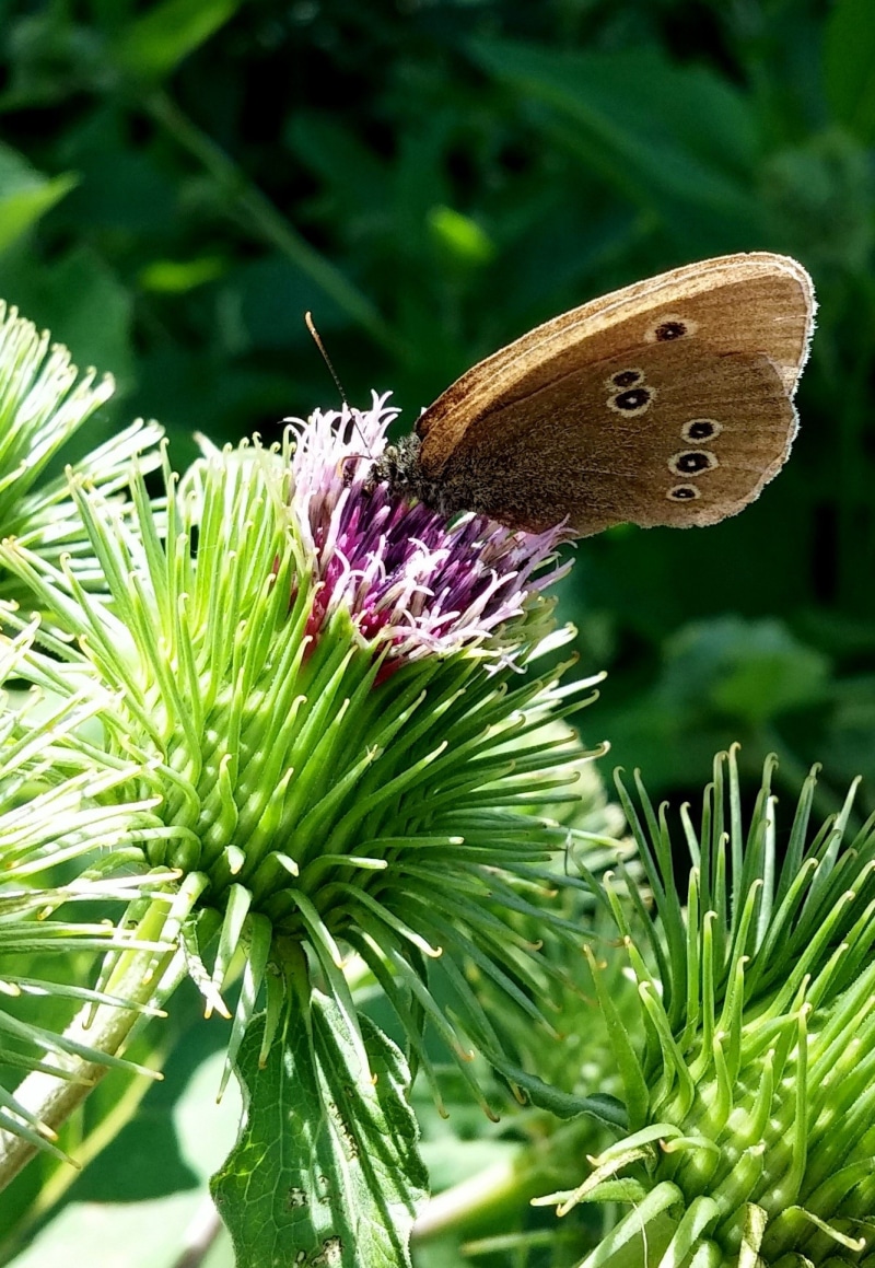 set, leaf, animal wildlife, plant, black, white, shape, wildlife, butterfly vector, spring, flower, animal, vintage, beauty in nature, invertebrate, wing