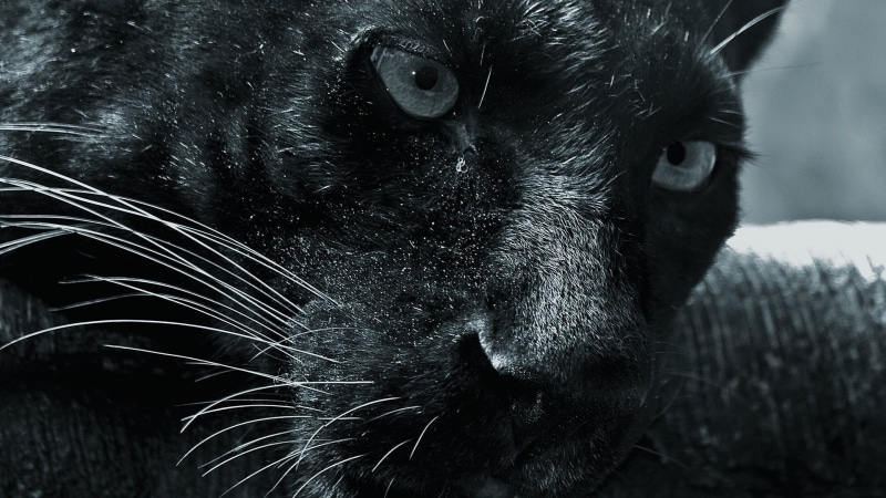 feline, panther, pets, vertebrate, panthers, animal head, canine, black, animals, animal eye, portrait, domestic animals, whisker, domestic, close-up, snout