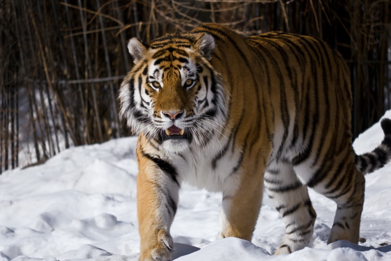 endangered Species, cat, The Amur tiger, 4K, carnivora, vertebrate, mammal, carnivore, undomesticated Cat, black, animal wildlife, brown, feline, danger