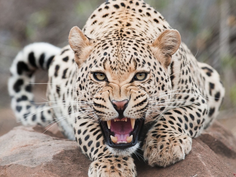 zoo, feline, brown, cat, one animal, aggression, portrait, undomesticated cat, no people, black, animal themes, carnivora, leopard, whisker, close-up, snarling