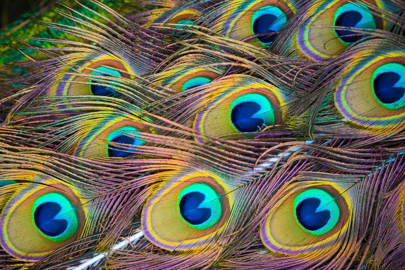 vertebrate, feathers, animal themes, bird, textured effect, exotic, blue, no people, background, vulnerability, animal wildlife, fragility, beauty in nature