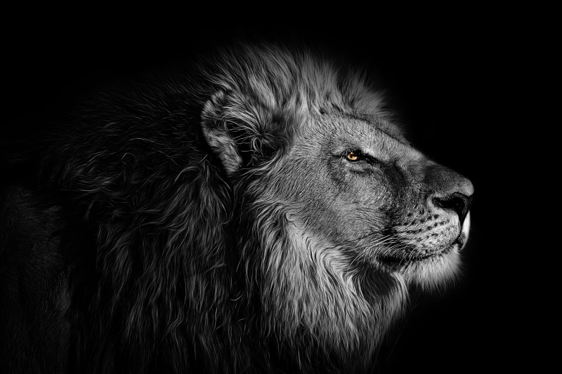 beast, fauna, safari, 4K, animal head, no people, white, feline, animal, animal themes, cat, animal body part, wildlife, studio shot, whisker, king, profile view