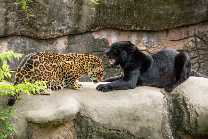 grace, steam, wild cats, 1080P, jaguars, black jaguar, panther, predators, zoo, teeth