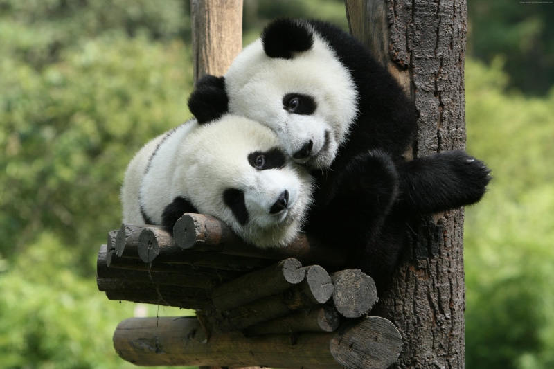 Giant Panda Zoo, Cute animals, Panda, China, 4K