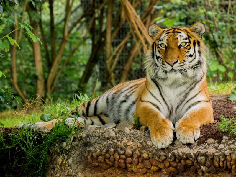 2K, no people, carnivora, animal, outdoors, feline, vertebrate, animal themes, dangerous, bengal, animal wildlife, undomesticated cat, nature, zoo, solid