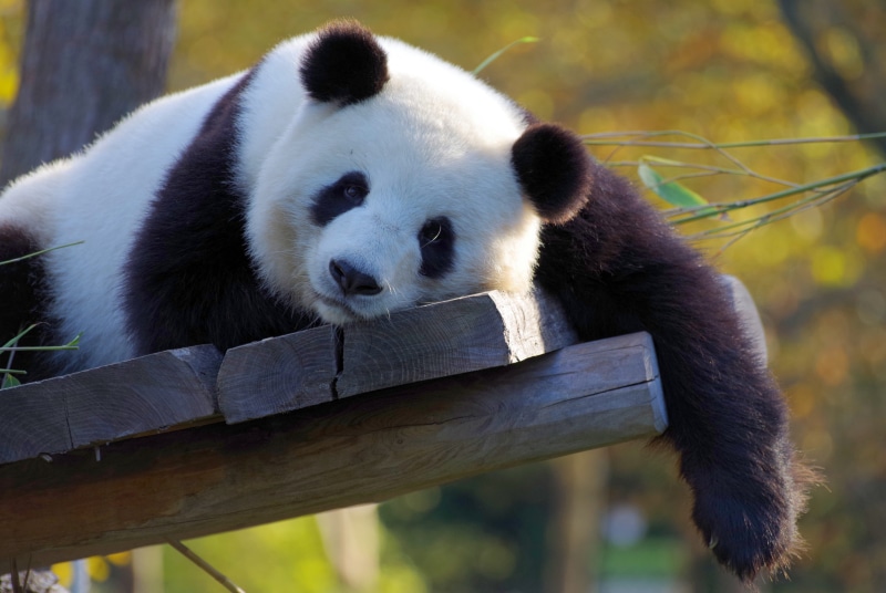 panda, nature, animal wildlife, plant, mammal, giant panda, outdoors, one animal, animal themes, no people, bamboo - plant, herbivorous, relaxation, bamboo