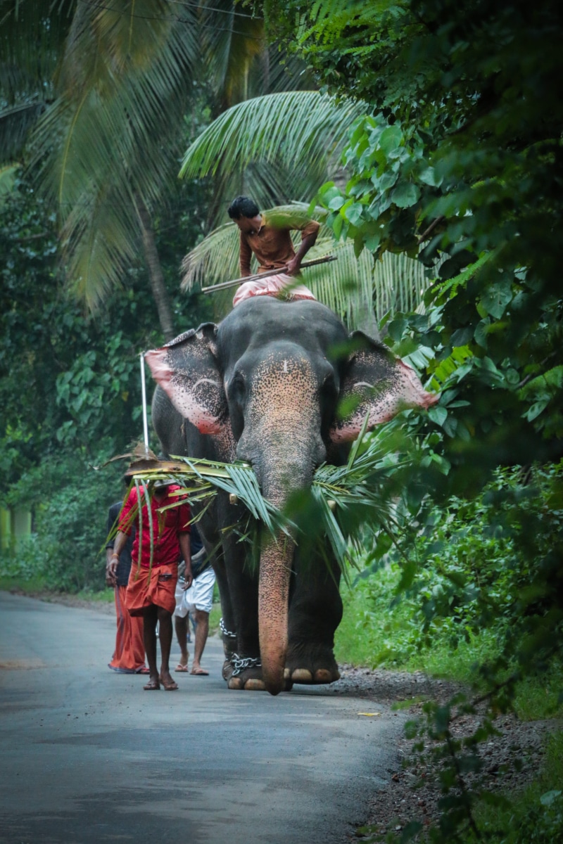 wildanimal, furniture, domestic, tropical climate, nature, foliage, male, people, elephant, india, kerala, group of people, animal, zoo, palm tree, person