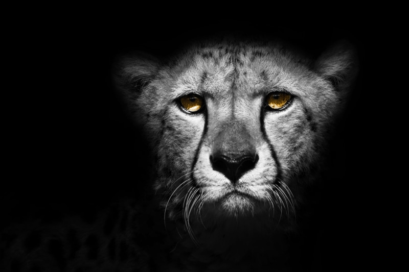 4K, design, wild, animal wildlife, close-up, jungle, nature, cat, exotic, wildlife, decoration, zoo, animals in the wild, no people, emotion, animal, one animal