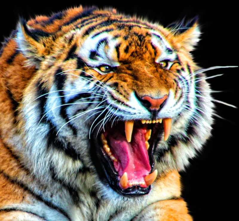 zoo animals, hunter, animal themes, nature, endangered, jungle, roaring, panthera, portrait, animal head, sumatran, striped, safari, fur, asia, tiger, 2K