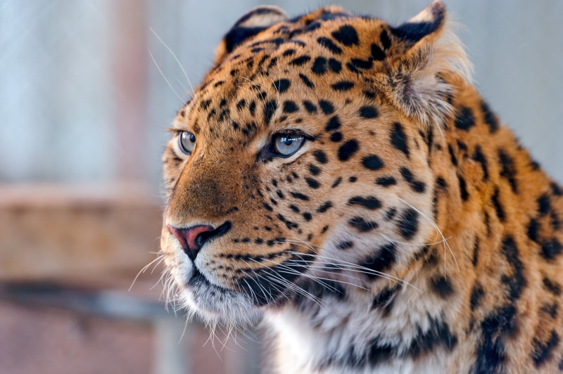 macro, shot, portrait, attentive, zoo, big Cat, face, cute, cheetah, gossau, animals In The Wild, carnivore, animal, feline, undomesticated Cat, walter