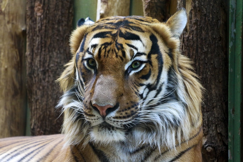 wild, outdoors, portrait, orange, colour, cat, fur, carnivore, tree trunks, vertebrate, 4K, whiskers, big cat, animal themes, animal eye, animal, no people
