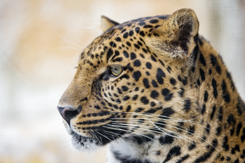 Leopard, wildlife, spotted, close-up, face, endangered Species, tonis, nature, animals In The Wild, animal, undomesticated Cat, Pädy, male, portrait, mammal