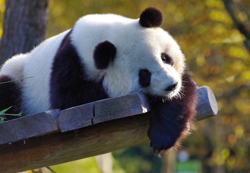 panda, 4K, animal themes, bamboo, bear, mammal, focus on foreground, wood - material, endangered species, outdoors, endangered, china, animal wildlife