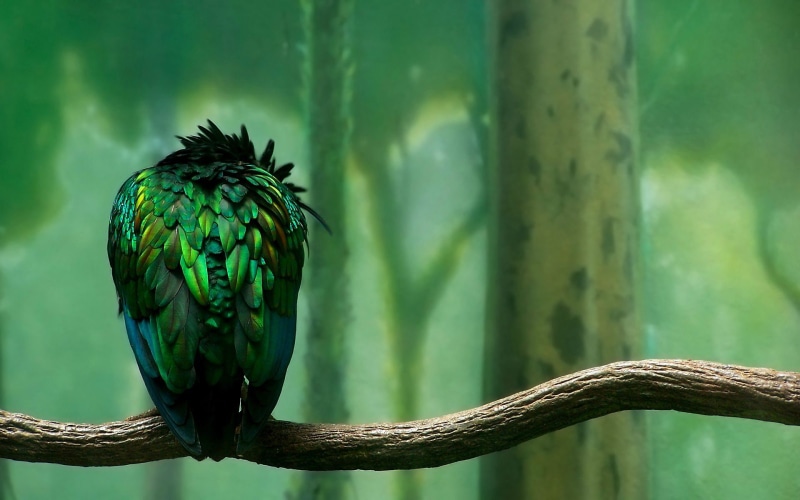 animals in the wild, plant, nature, day, focus on foreground, bird of prey, animal, zoo, outdoors, one animal, no people, real, vertebrate, wood - material