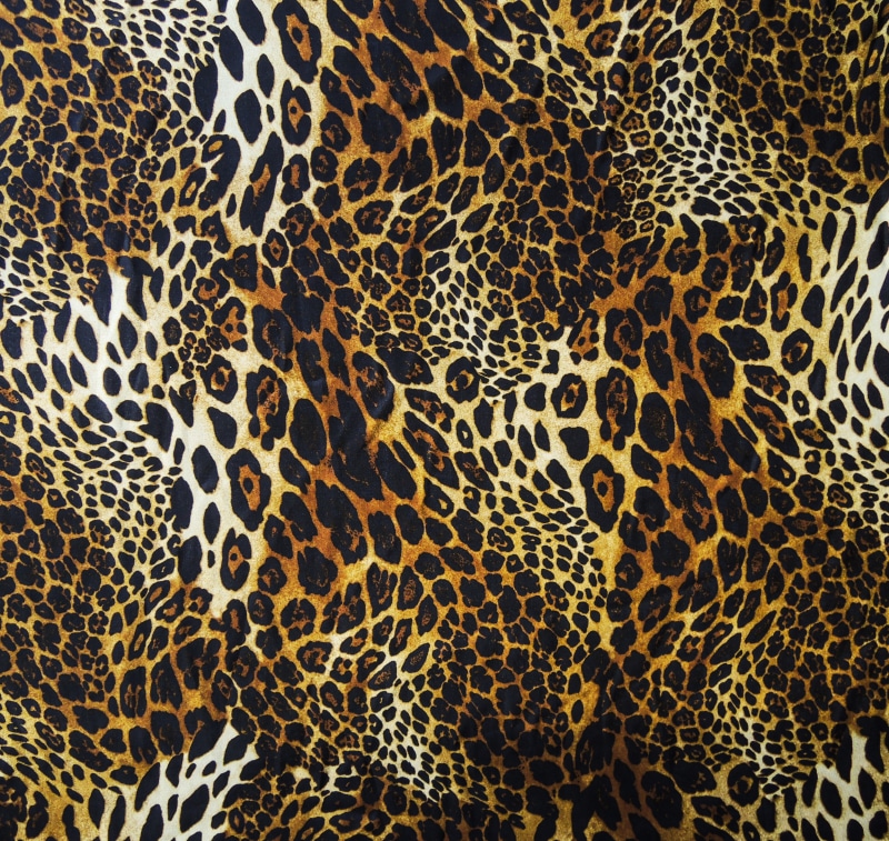 carnivore, black, tropical Rainforest, backgrounds, fur, camouflage, beige, detail, danger, spotted, animal themes, cheetah, large, endangered Species