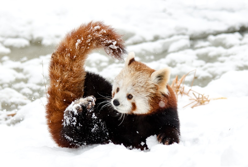 cute, zoo, animals in the wild, chinese panda, animal themes, panda, fur, white, one animal, sweet, cold temperature, day, animals hunting, vertebrate