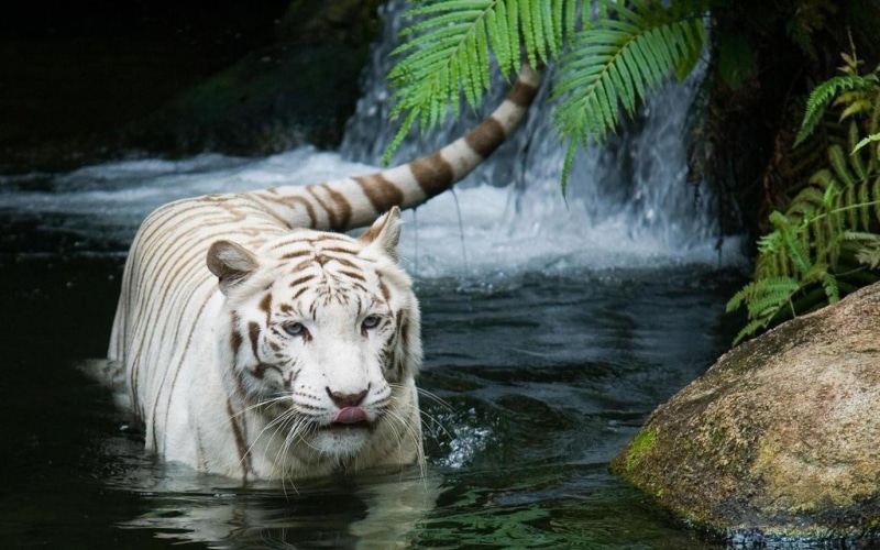 tiger, outdoors, mammal, cat, 720P, drinking, carnivora, animal, animal themes, ferns, vertebrate, animals in the wild, feline, animal wildlife, zoo, big cat
