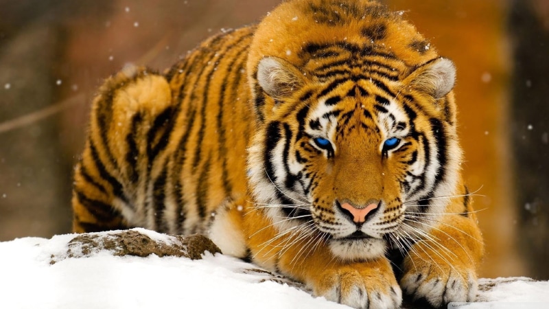 no people, zoo, big cat, striped, undomesticated cat, snow, nature, brown, winter, tiger, snowing, big cats, carnivora, digital art, cat, outdoors, animal