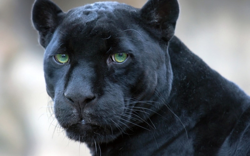 hd, animals, 720P, panther, black