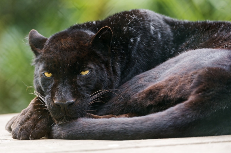 Cat, black, Leopard, panther, 1080P