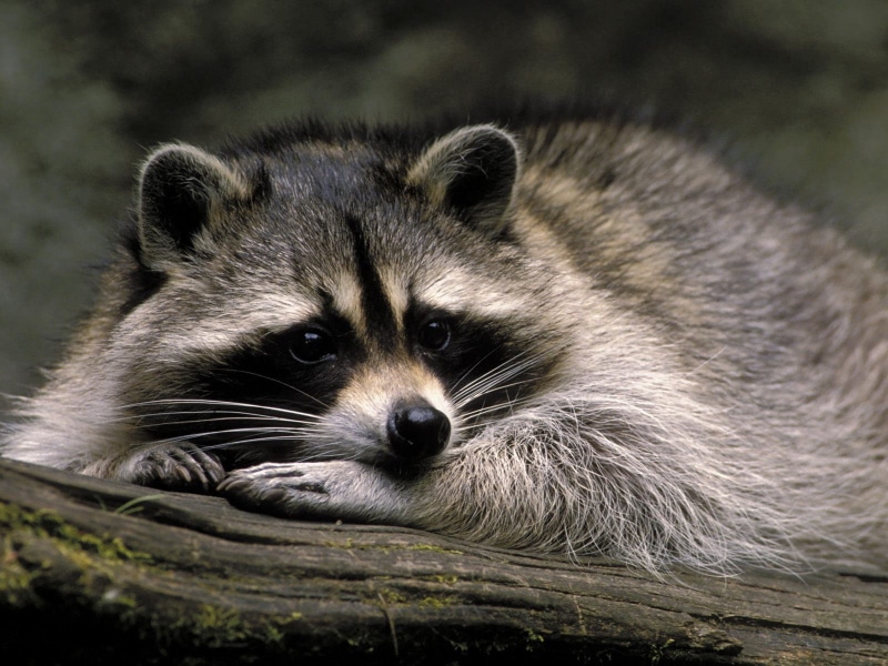 vertebrate, mammals, nature, small, grey, animal wildlife, day, snout, relaxation, cute, portrait, lying down, bear, fur, zoo, no People, close-up, forest