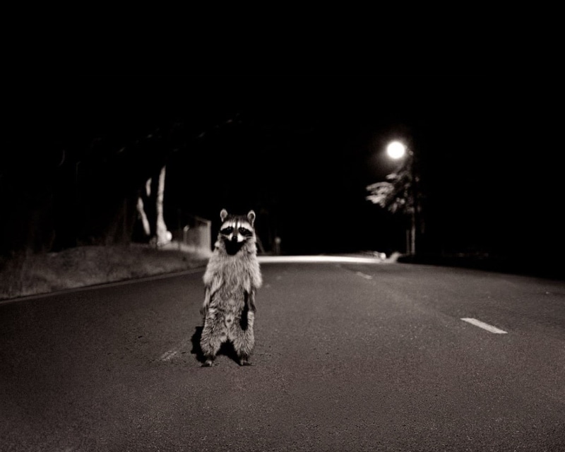 portrait, dog, racoon, pets, canine, small, illuminated, 720P, city, one animal, mammal, street, domestic animals, domestic, raccoons, road, no people