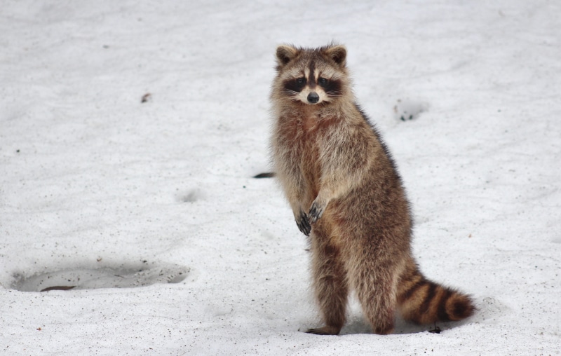 raccoons, mammal, animal, wild, racoon, standing, cute, sitting, animal themes, looking, vertebrate, 4K, snow, animals in the wild, brown, outdoors, raccoon