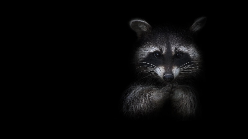 dark, 1080P, young Animal, nature, animal hair, animal head, whisker, racoon, legs, close-up, front view, black Color, animal, domestic, copy space, animal wildlife