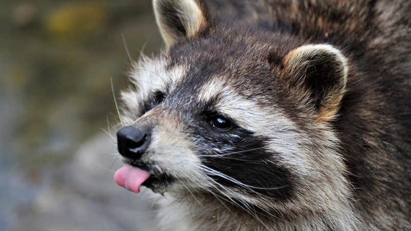 one Animal, carnivore, animal Eye, forest, fluffy, sticking out tongue, day, looking, fur, animal Head, claw, young Animal, animal hair, nature, tongue