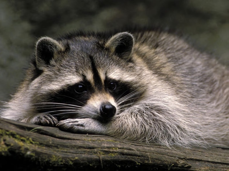 animals, 720P, racoon, hd