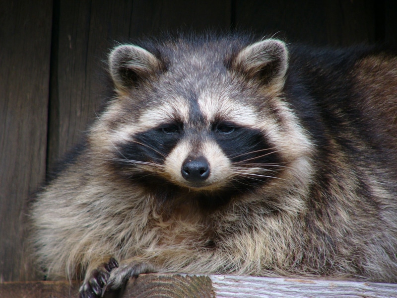 focus on foreground, black, no people, vertebrate, close-up, 1080P, mammal, nature, zoo, outdoors, brown, whisker, raccoon, wildlife, day, mask, animal