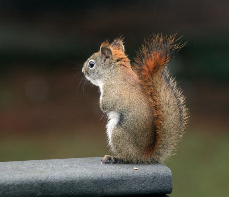 Pot-of-Gold, Huczek, outdoors, little guy, fur, wildlife, cute, tail, eating, nature, WONDERWORLD, Dawn, gray, baby, rodent, mammal, The Little Guy, red squirrel