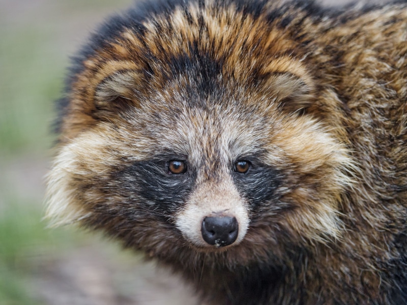raccoon, cute, young Animal, animal wildlife, claw, focus on foreground, fur, whisker, animals In The Wild, looking at camera, day, mammal, 4K, portrait