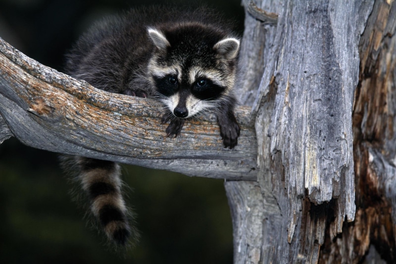 animals, 1080P, madhumitha, racoon, that