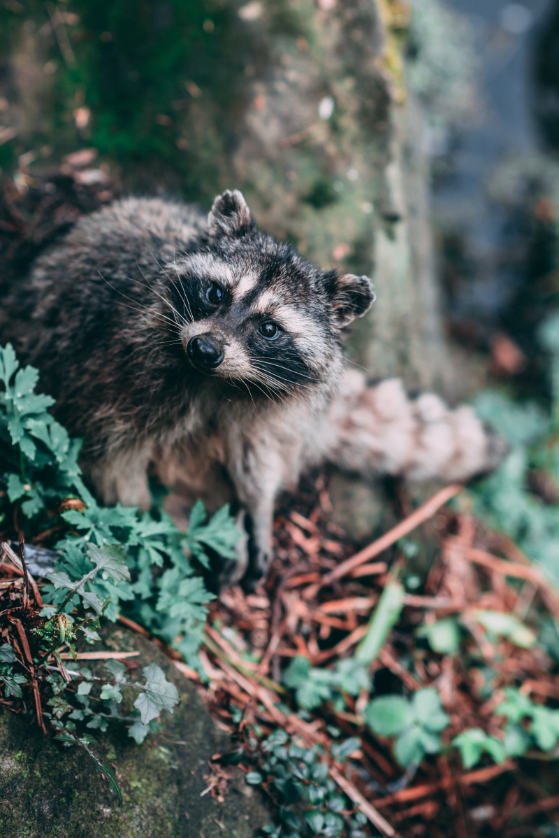 portrait, plant, vancouver, day, 4K, photo, black, no people, nature, gray, beside, animal wildlife, wild animal, looking at camera, forest, mammal, raccoon