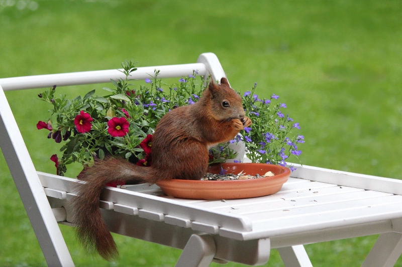 rodent, no people, flowering plant, 2K, focus on foreground, outdoors, vertebrate, animal wildlife, fur, animal themes, animal, day, cute, close-up, food and drink